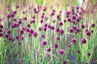 Sphaerocephalon Flower seeds for Planting - Sun Loving, Heirloom & GMO Free Seeds for Home Garden
 
 Sale seeds for planting in home garden