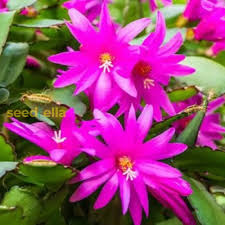 Violet Schlumbergera Flower Seeds for Planting – Heirloom NonGMO High Germination Organic Garden Seeds for Exotic Indoor Blooms
 
 Sale