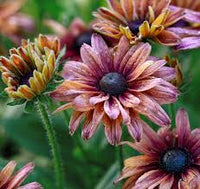 Rudbeckia Sahara Flower Seeds for Vibrant Garden Blooms