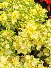Green Yellow Coleus Flower seeds for Planting Long Bloom Season Heirloom & GMO Free Seeds for Home Garden