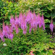 Purple Astilbe Perennial Flower Seeds for Planting Pollinator Friendly Heirloom & GMO Free Seeds for Home Garden
 
 Sale