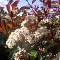 Red Photinia Flower seeds for Planting - Bright Blooms, Heirloom & GMO Free Seeds for Home Garden