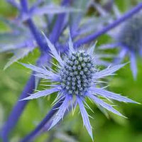 Eryngium Alpinum Flower seeds for Planting - Colorful Display, Heirloom & GMO Free Seeds for Home Garden