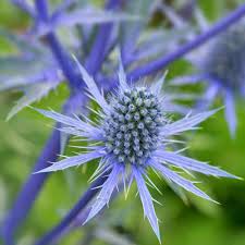 Eryngium Alpinum Flower seeds for Planting - Colorful Display, Heirloom & GMO Free Seeds for Home Garden