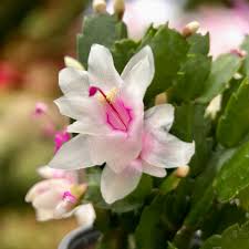 Pink White Schlumbergera Flower seeds for Planting Sun Loving Heirloom & GMO Free Seeds for Home Garden