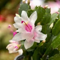 Pink White Schlumbergera Flower seeds for Planting Sun Loving Heirloom & GMO Free Seeds for Home Garden