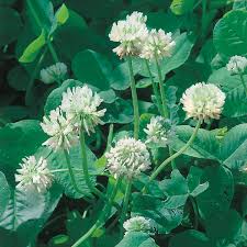 New Zealand Clover Seeds Flower seeds for Planting - Seasonal Bloomer, Heirloom & GMO Free Seeds for Home Garden