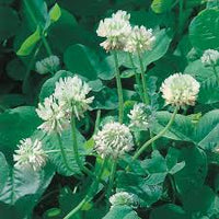 New Zealand Clover Seeds Flower seeds for Planting - Seasonal Bloomer, Heirloom & GMO Free Seeds for Home Garden
