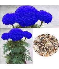 Plant Blue Marigold Flower Seeds for Stunning and Exotic Garden Displays