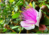 White Pink Capparis Spinosa Flower seeds for Planting - Drought Tolerant, Heirloom & GMO Free Seeds for Home Garden