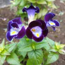 Torenia (Torenia Wishbone) seeds for planting in home garden