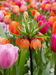 Mixed Imperial Wang Fritillaria Flower Seeds Wildflower Mix Heirloom NonGMO Organic Garden Seeds for Planting
 
 Sale