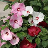 Heirloom Hibiscus Moscheutos Flower seeds for Planting Low Maintenance Heirloom & GMO Free Seeds for Home Garden