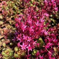 Pink Sedum Spurium Flower seeds for Planting - Colorful Display, Heirloom & GMO Free Seeds for Home Garden