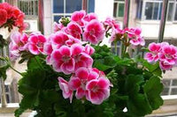Geranium Pelargonium Rose Flower Seeds for Planting Colorful Display Heirloom & GMO Free Seeds for Home Garden
 
 Sale