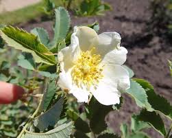 Rosa Laxa Flower seeds for Planting Shade Tolerant Heirloom & GMO Free Seeds for Home Garden