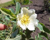 Rosa Laxa Flower seeds for Planting Shade Tolerant Heirloom & GMO Free Seeds for Home Garden