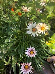 Lime Green Gazania Flower Seeds for Planting Cut Flower Favorite Heirloom & GMO Free Seeds for Home Garden
 
 Sale