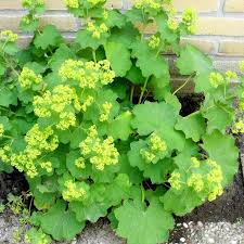 Planting Guide for Achemilla Mollis Seeds