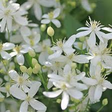 White Clematis Flower seeds for Planting Cottage Garden Essential Heirloom & GMO Free Seeds for Home Garden