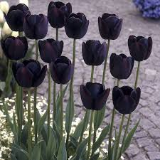 Black Tulip Flower Seeds for Planting Seasonal Bloomer Heirloom & GMO Free Seeds for Home Garden