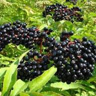 Elderberry Seeds - Improved Cultivar Mix (Sambucus nigra)