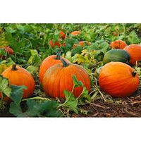 Vegetable Pumpkin Seeds Collection for Easy Planting