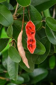 Orange Cynophallophora Seeds - Planting Fruit Seeds