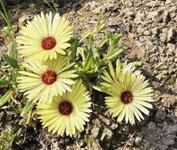 Yellow Cephalophyllum Pillansii Flower seeds for Planting - Vibrant Colors, Heirloom & GMO Free Seeds for Home Garden