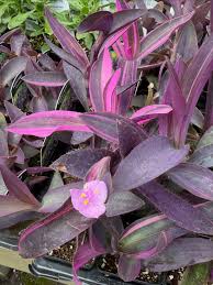 Setcreasea Plant Seeds for Planting  Seed for Lush and Hardy Growth
