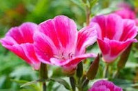 Pink Clarkia Amoena Flower seeds for Planting - Fragrant Blossoms, Heirloom & GMO Free Seeds for Home Garden