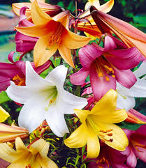 Mixed Di Giglio Flower seeds for Planting - Easy to Grow, Heirloom & GMO Free Seeds for Home Garden
