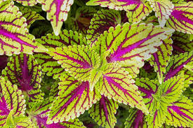 Green Pink Dragon Coleus for Planting Vibrant Colors Heirloom & GMO Free Seeds for Home Garden
 
 Sale