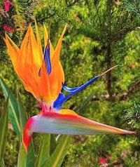 Strelitzia Flower seeds for Planting Easy to Grow Heirloom & GMO Free Seeds for Home Garden