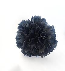 Black Carnation Flower Seeds for Planting Sun Loving Heirloom & GMO Free Seeds for Home Garden
 
 Sale