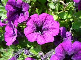 Violet Petunia Hybrida Hanging Flower Seeds for Planting Heirloom NONGMO Easy to Grow Garden Blooms   Sale