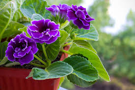Green Gloxinia Flower Seeds Cottage Garden Essential Heirloom NonGMO Organic Garden Seeds for Planting
 
 Sale