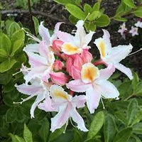 Western Azalea Flower seeds for Planting Bright Blooms Heirloom & GMO Free Seeds for Home Garden