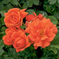 Orange Climbing Rose Flower seeds for Planting Fragrant Blossoms Heirloom & GMO Free Seeds for Home Garden