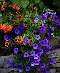 Mixed Superbells Petunia Seeds Flower seeds for Planting - Pollinator Friendly, Heirloom & GMO Free Seeds for Home Garden