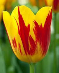 Yellow Pink Tulip Flower seeds for Planting - Wildflower Mix, Heirloom & GMO Free Seeds for Home Garden