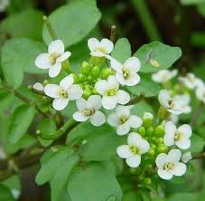 Nasturtium Officinale Flower seeds for Planting - Colorful Display, Heirloom & GMO Free Seeds for Home Garden