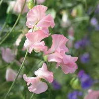 Light Pink Sweet Pea Flower Seeds for Planting Pollinator Friendly Heirloom & GMO Free Seeds for Home Garden
 
 Sale