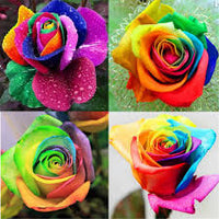 MultiColour Rose Flower Seeds for Planting Hardy Variety Heirloom & GMO Free Seeds for Home Garden
 
 Sale