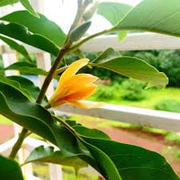 Champa Flower seeds for Planting Drought Tolerant Heirloom & GMO Free Seeds for Home Garden