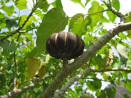 Hura Crepitans Seeds for Planting - Grow Your Own Sandbox Tree