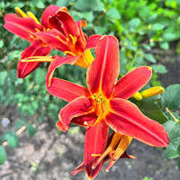 Yellow Red Hemerocallis Flower seeds for Planting - Sun Loving, Heirloom & GMO Free Seeds for Home Garden