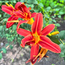 Yellow Red Hemerocallis Flower seeds for Planting - Sun Loving, Heirloom & GMO Free Seeds for Home Garden