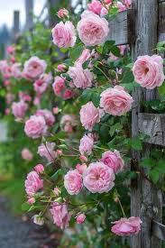 Pale Pink Rose Flower Seeds for Planting Long Bloom Season Heirloom & GMO Free Seeds for Home Garden
 
 Sale