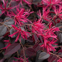 Red Loropetalum Flower seeds for Planting - Vibrant Colors, Heirloom & GMO Free Seeds for Home Garden